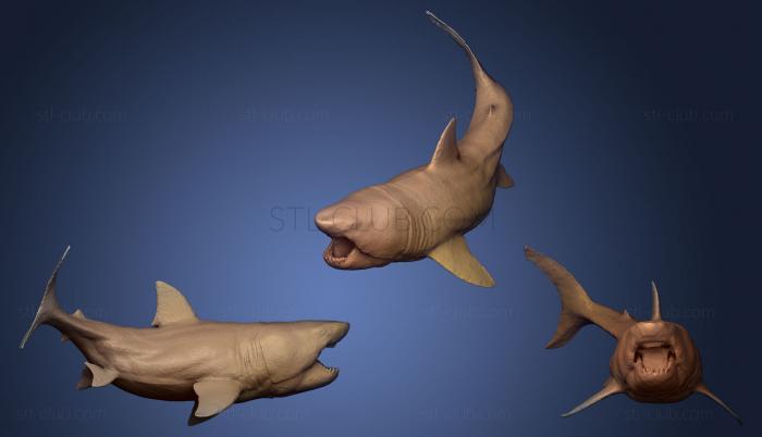 3D model Megalodon 1 (STL)